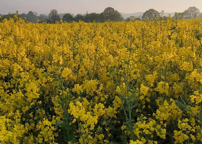 Ferienwohnung Malente